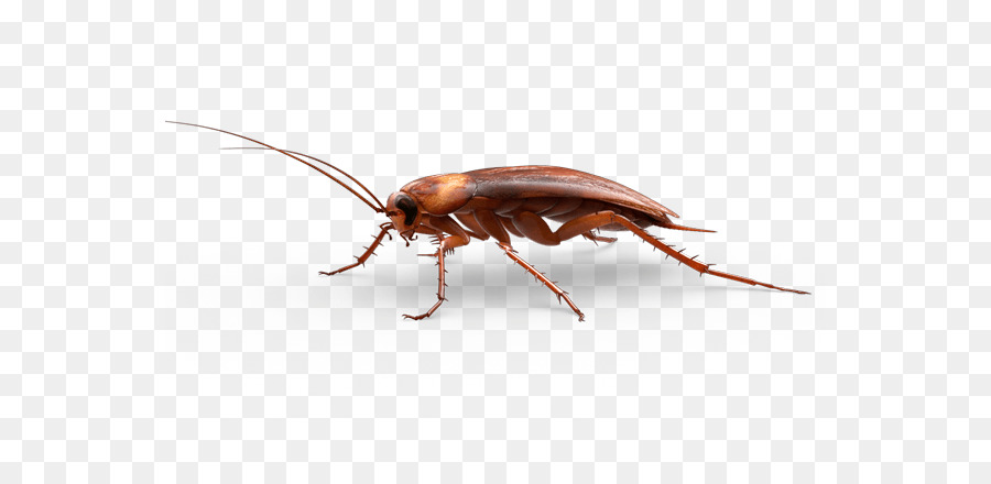 American Cockroach Insect   Pest Cockroach - Cockroach, Transparent background PNG HD thumbnail