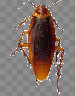 Cockroach, Hard, Fighter, Cockroach Png Image And Clipart - Cockroach, Transparent background PNG HD thumbnail