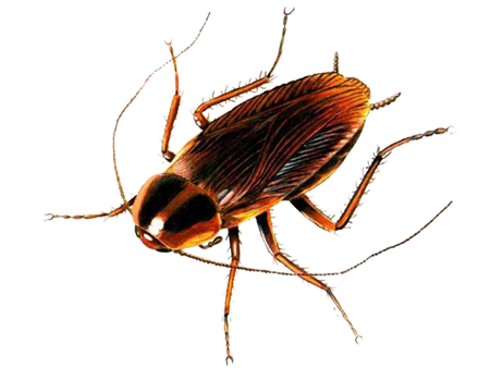 Cockroach Png - Cockroach, Transparent background PNG HD thumbnail