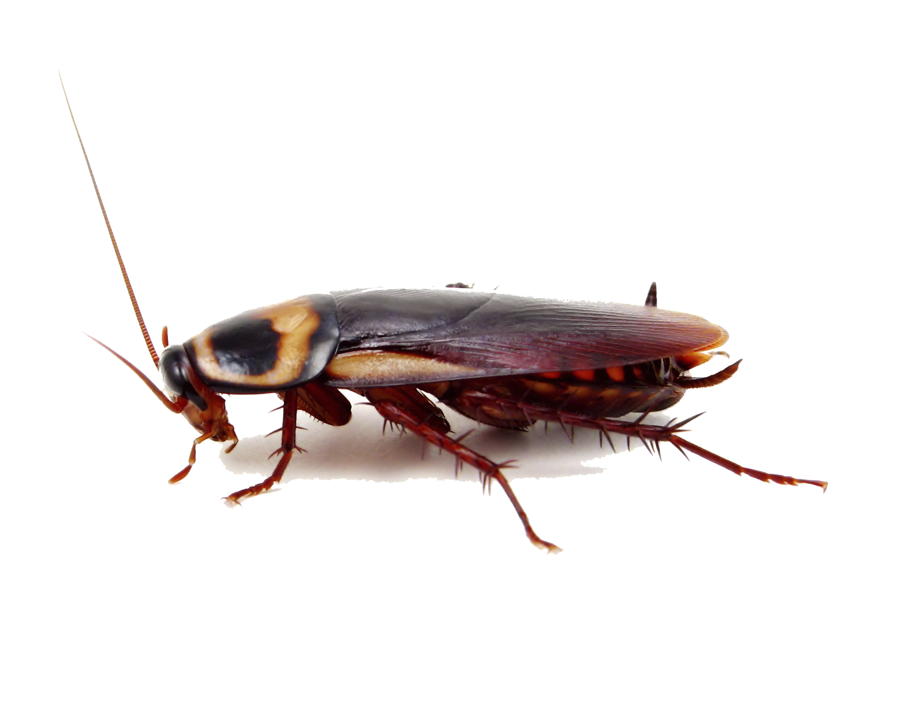 Cockroach Png Image - Cockroach, Transparent background PNG HD thumbnail