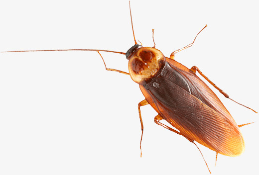 Cockroaches In Kind, Cockroach, Material Object, Insect Png Image And Clipart - Cockroach, Transparent background PNG HD thumbnail