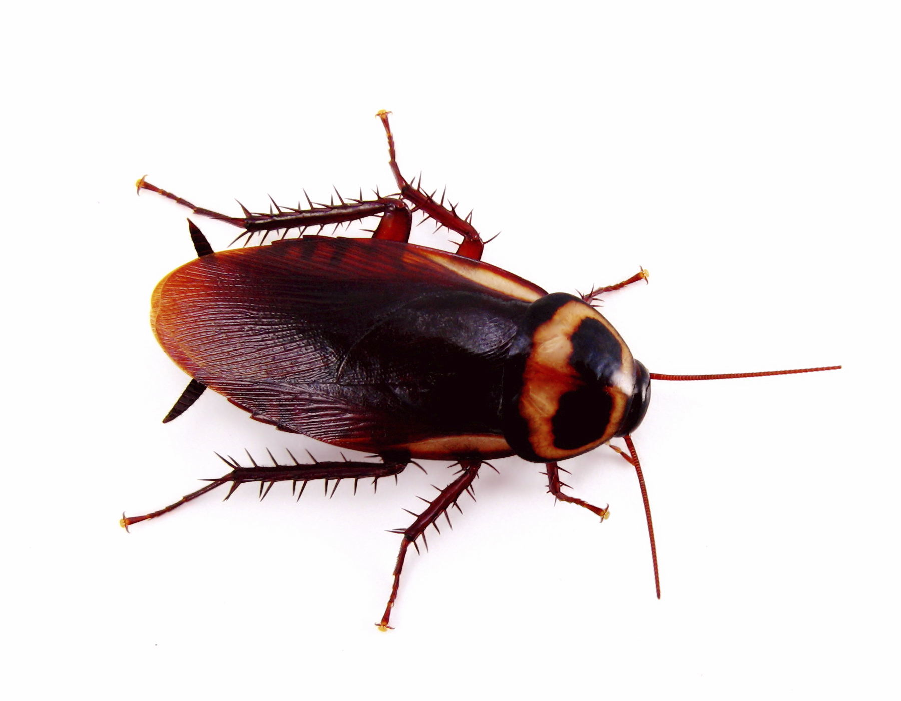 German, American U0026 Oriental Cockroaches In The Kitchen - Cockroach, Transparent background PNG HD thumbnail