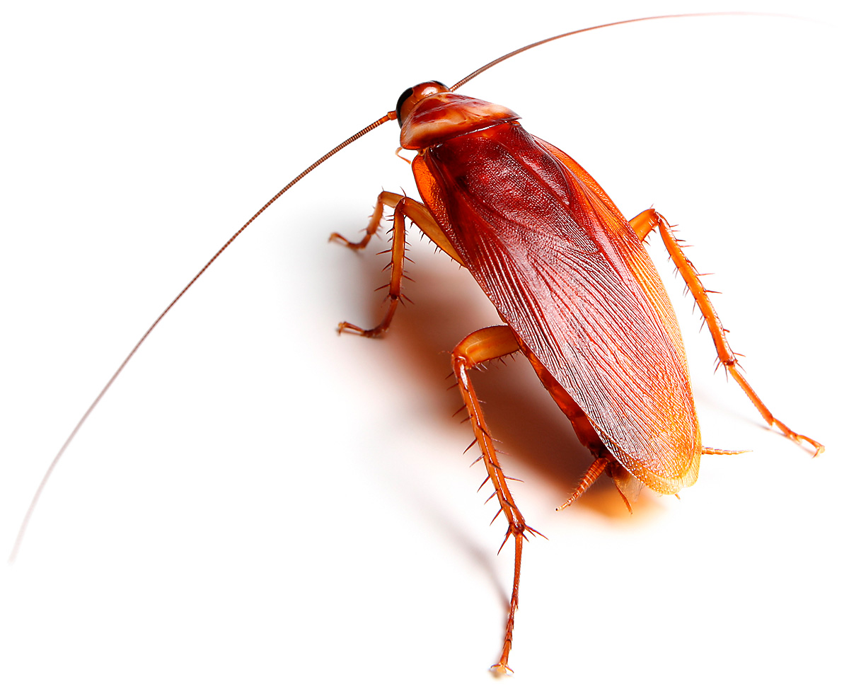 Our Biggest Complaint The American Cockroach! - Cockroach, Transparent background PNG HD thumbnail