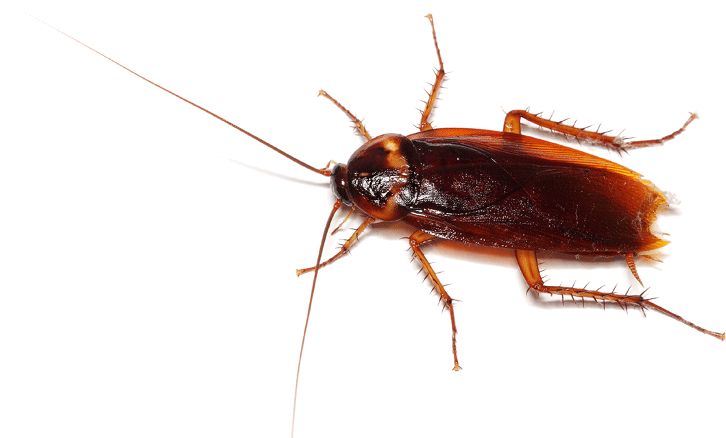 Your Cockroaches Gone, Guaranteed! - Cockroach, Transparent background PNG HD thumbnail