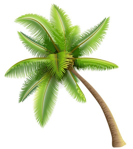 Coconut Tree Clipart Pluspng 3 - Coconut Tree, Transparent background PNG HD thumbnail
