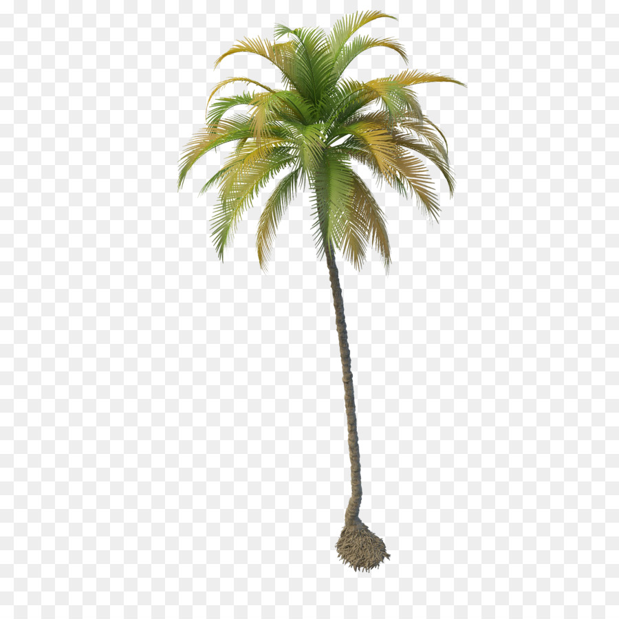 Coconut Tree   Coconut Tree Png File - Coconut Tree, Transparent background PNG HD thumbnail