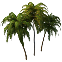 Coconut Tree Photos Png Image - Coconut Tree, Transparent background PNG HD thumbnail