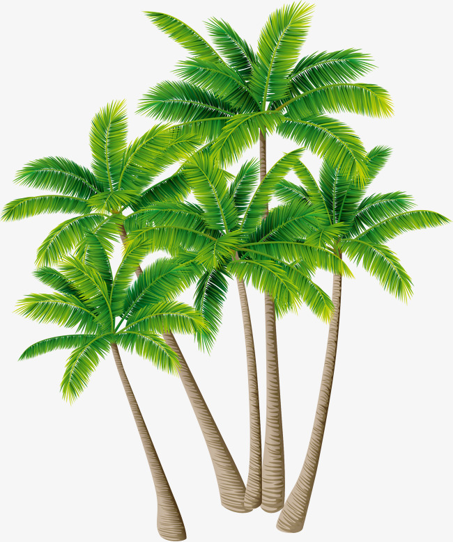 Coconut Tree Vector Material Green Plants, Coconut Tree Vector, Greenery, Coconut Tree Png - Coconut Tree, Transparent background PNG HD thumbnail