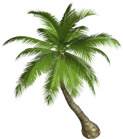 Palm Tree Png - Coconut Tree, Transparent background PNG HD thumbnail