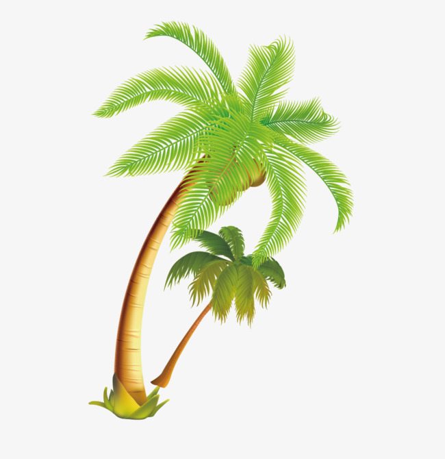 Png Coconut Tree - Tropical Coconut Tree Vector Material, Coconut Tree, Tropical Coconut Trees, Vector Tropical Coconut, Transparent background PNG HD thumbnail