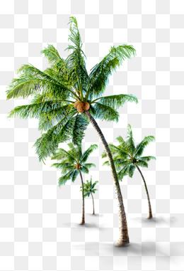 Tropical Coconut Trees, Tourism, Coconut Trees, Tropical Png And Psd - Coconut Tree, Transparent background PNG HD thumbnail