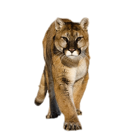 Cougar PNG by LG-Design PlusP