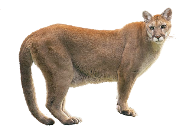 File:Cougar (PSF).png