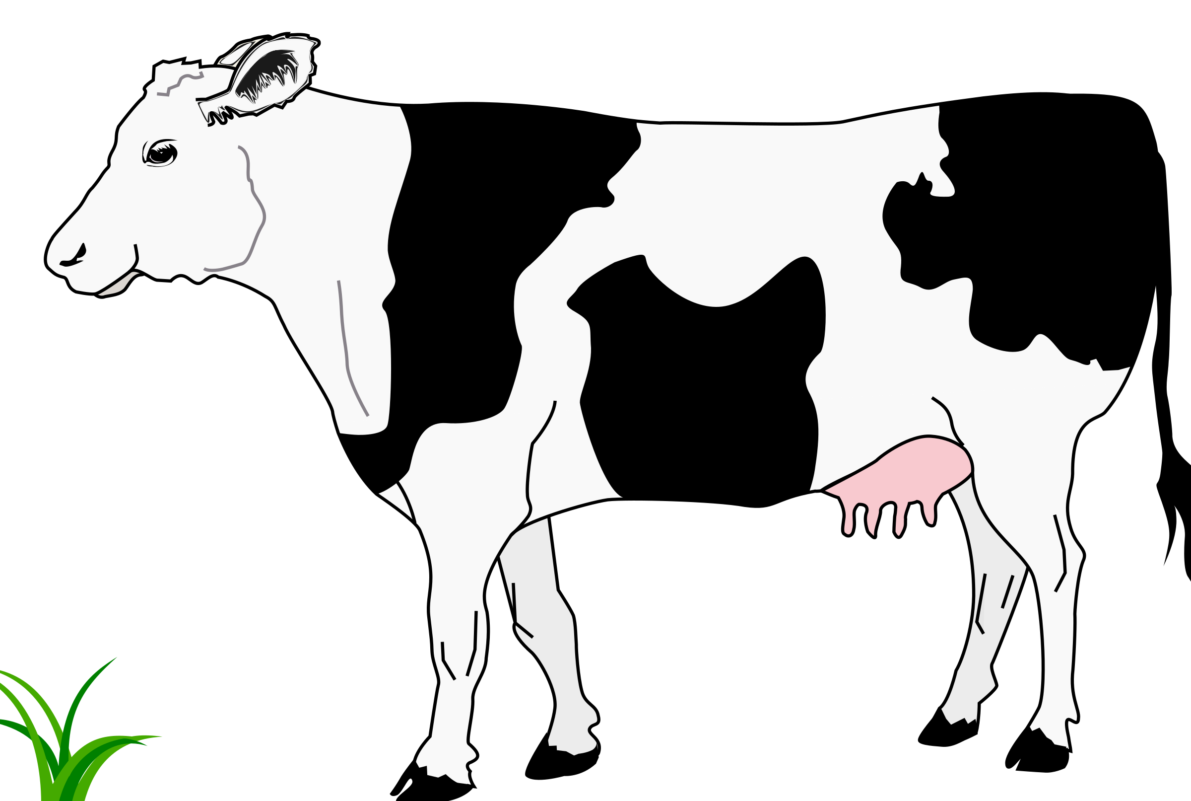 Big Image (Png) - Cow Black And White, Transparent background PNG HD thumbnail