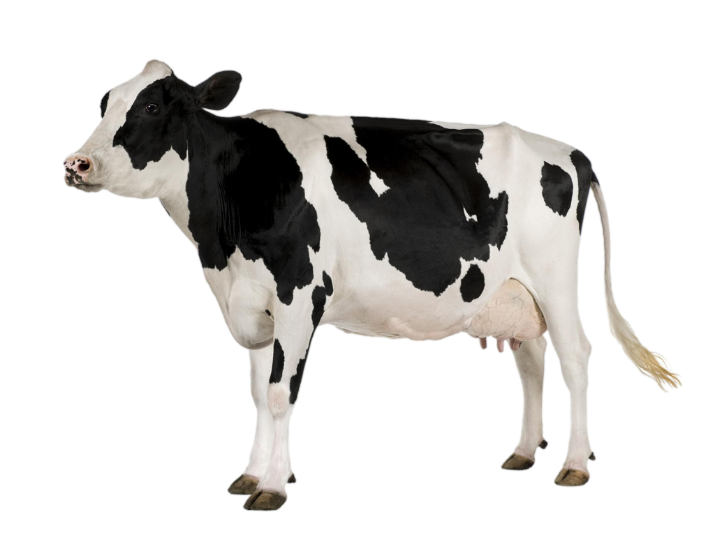 Black And White Cow Png - Cow Black And White, Transparent background PNG HD thumbnail