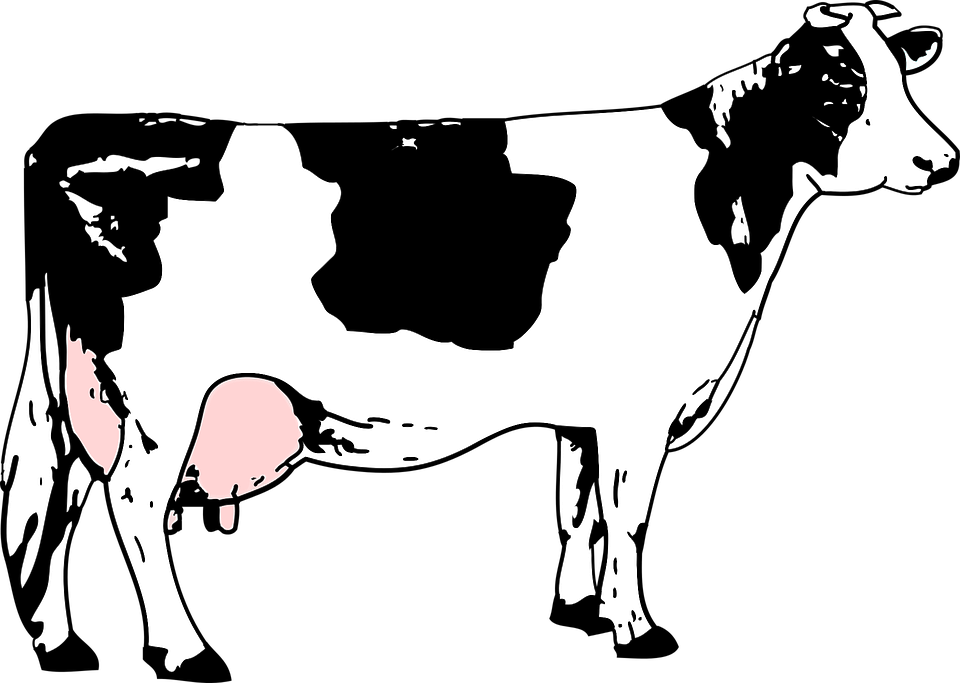 Black, Blanche, Cow, Grass, Noire, White - Cow Black And White, Transparent background PNG HD thumbnail