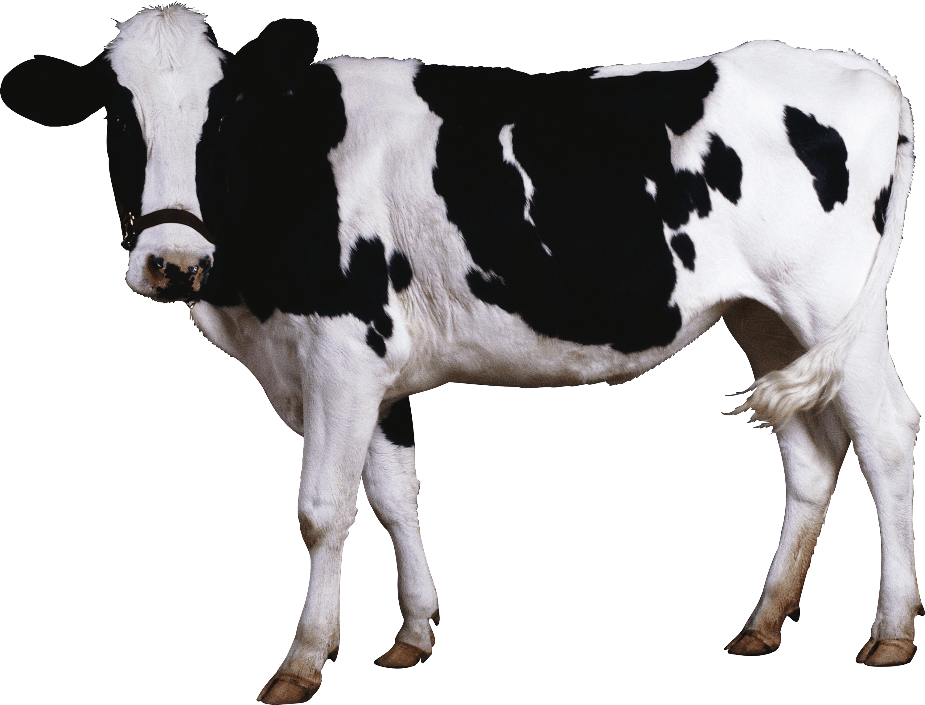 Black White Cow - Cow Black And White, Transparent background PNG HD thumbnail