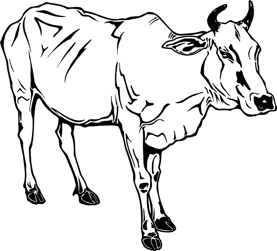 Cow - Cow Black And White, Transparent background PNG HD thumbnail