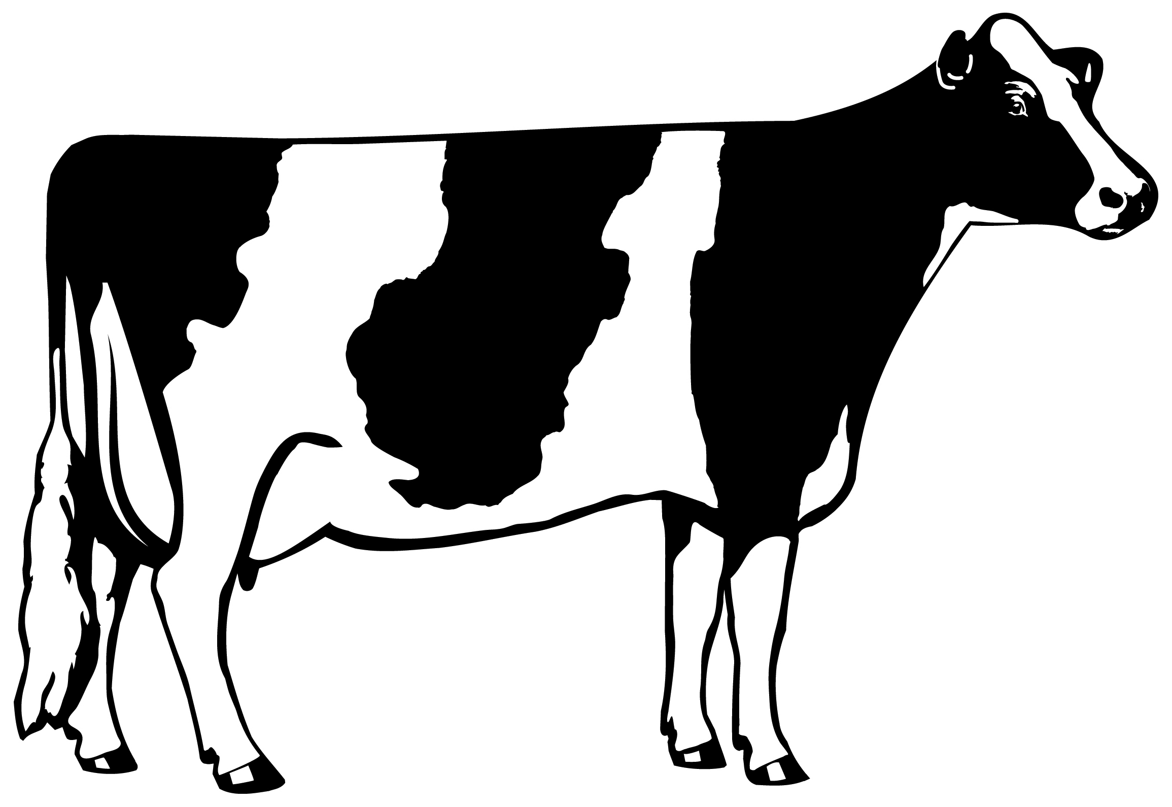 Cow Clip Art Black And White - Cow Black And White, Transparent background PNG HD thumbnail