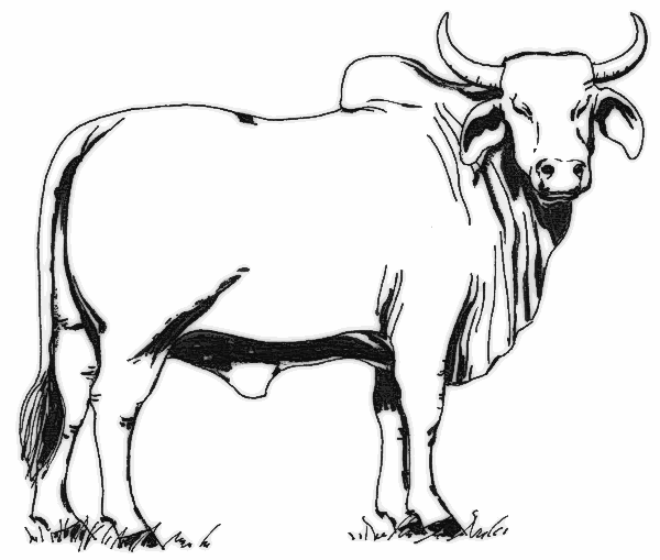 New 2018 images cow vector fr