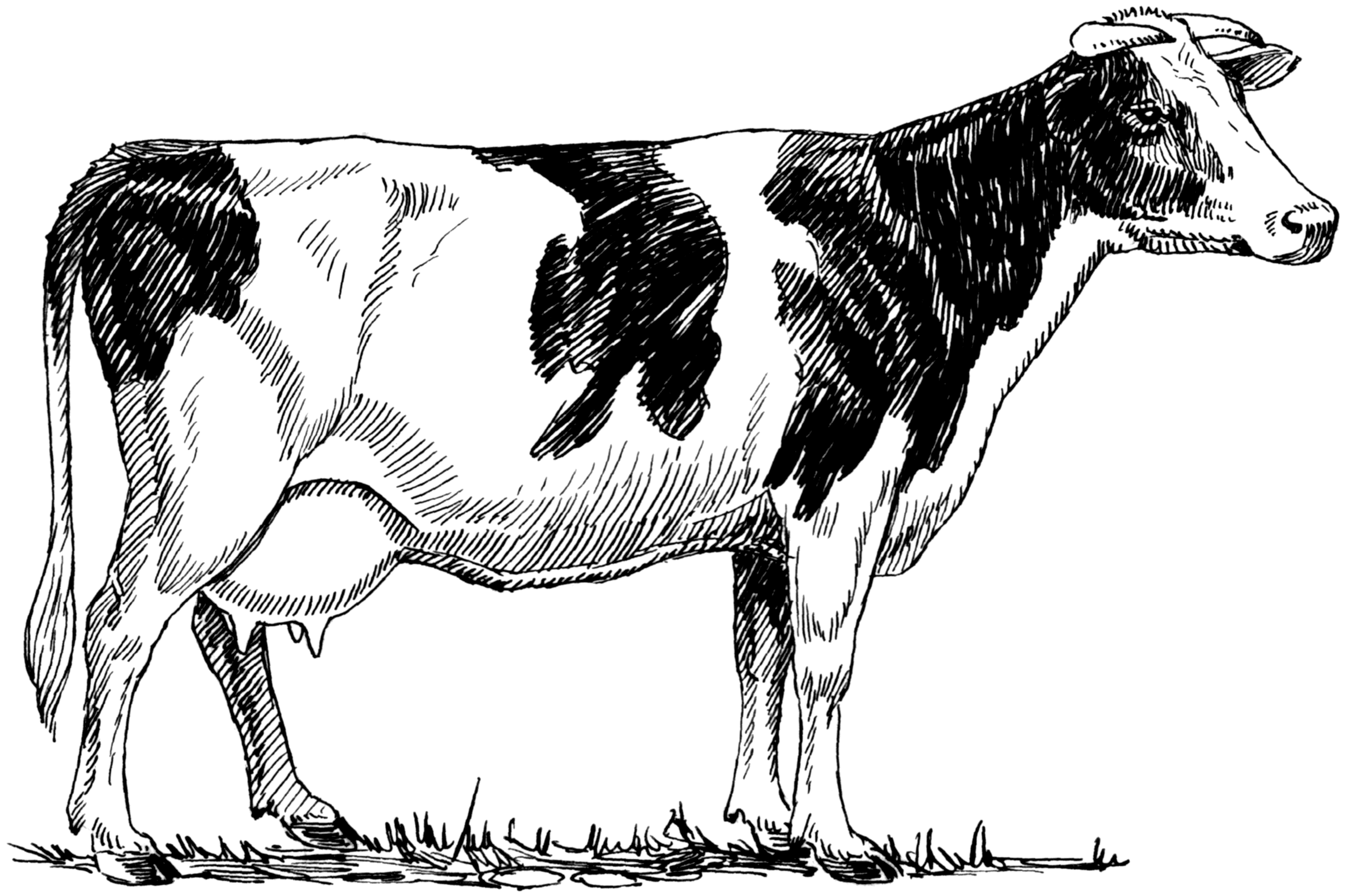 File:holstein Cow 001.png - Cow Black And White, Transparent background PNG HD thumbnail