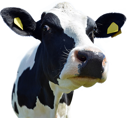 Png Cow Head Hdpng.com 430 - Cow Head, Transparent background PNG HD thumbnail