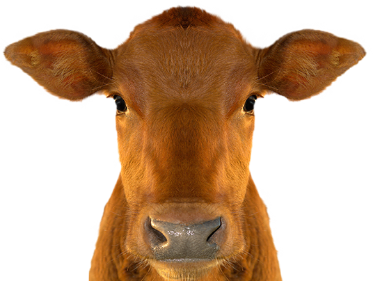 Vetericyn Livestock Care Is Safe For All Animals At All Life Stages Including Newborns - Cow Head, Transparent background PNG HD thumbnail