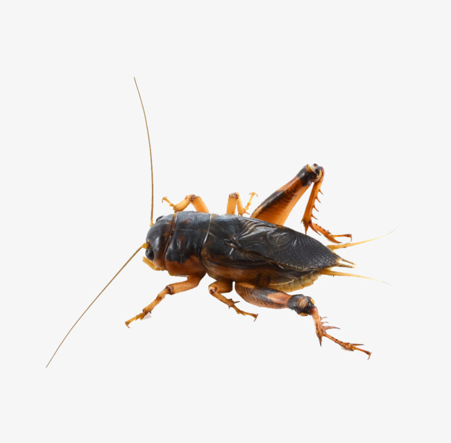 Cricket Free Png - Cricket Bug, Transparent background PNG HD thumbnail