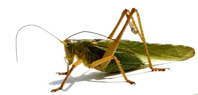 Cricket Side View - Cricket Bug, Transparent background PNG HD thumbnail