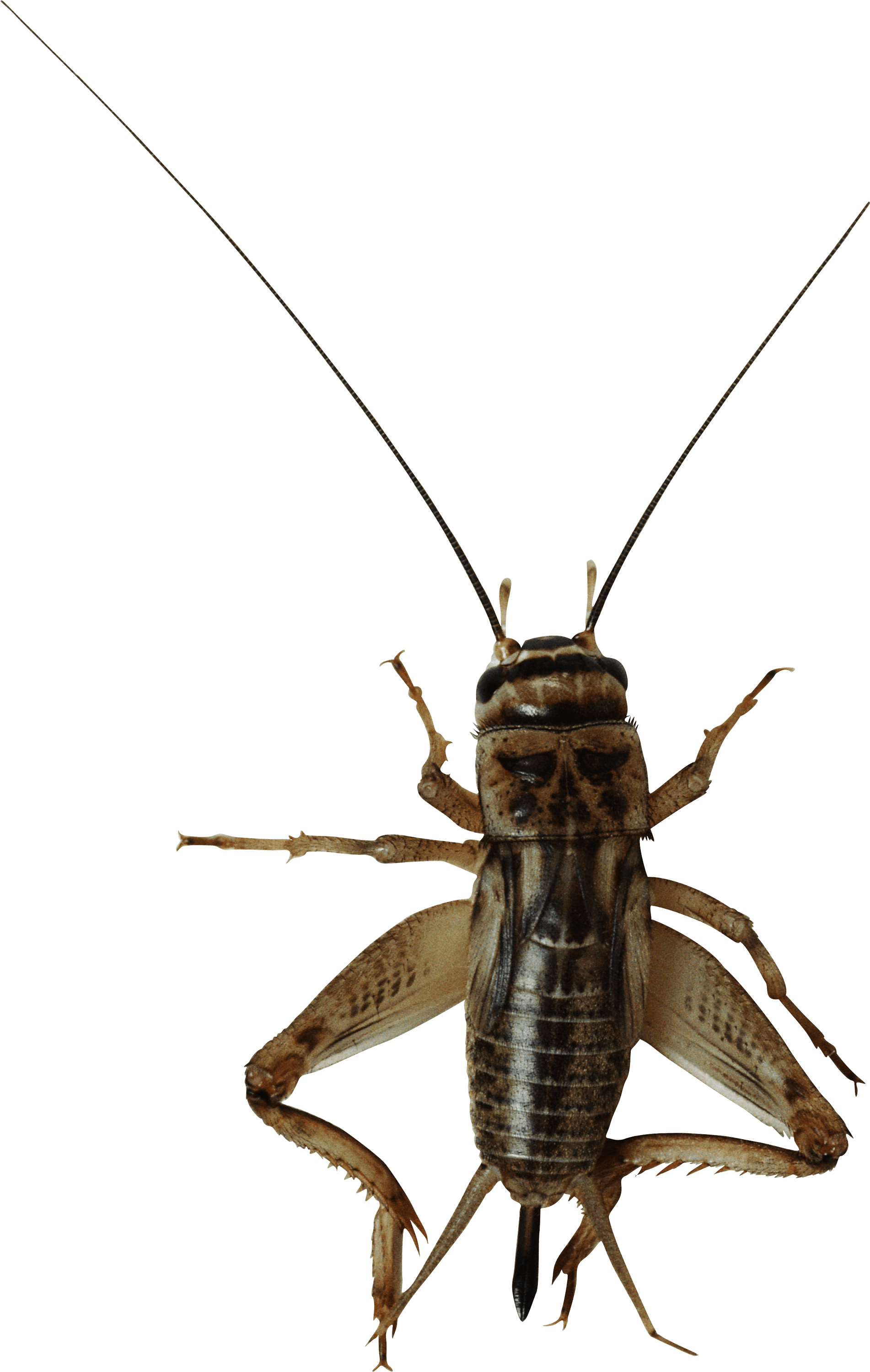 Download Png Image   Insect Bug Png Image - Cricket Bug, Transparent background PNG HD thumbnail