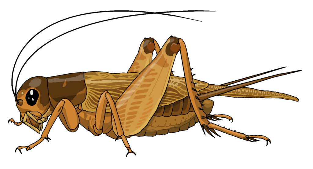 Field Cricket By Misterbug Hdpng.com  - Cricket Bug, Transparent background PNG HD thumbnail