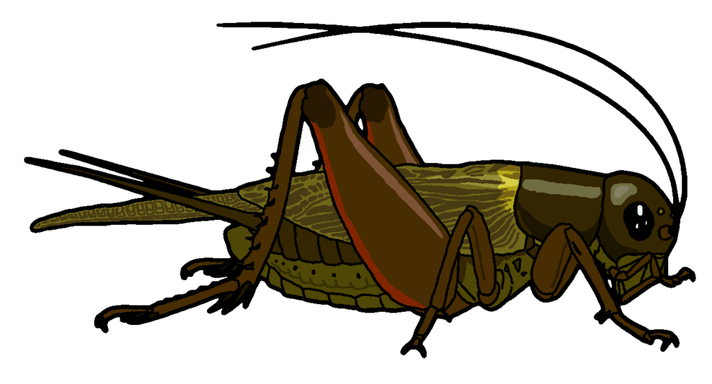 Field Cricket Clipart By Misterbug Hdpng.com  - Cricket Bug, Transparent background PNG HD thumbnail