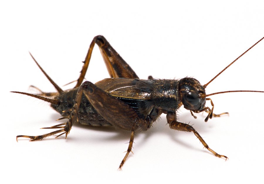 Jiminy Cricket! How Counting Chirps Can Reveal The Temp - Cricket Bug, Transparent background PNG HD thumbnail