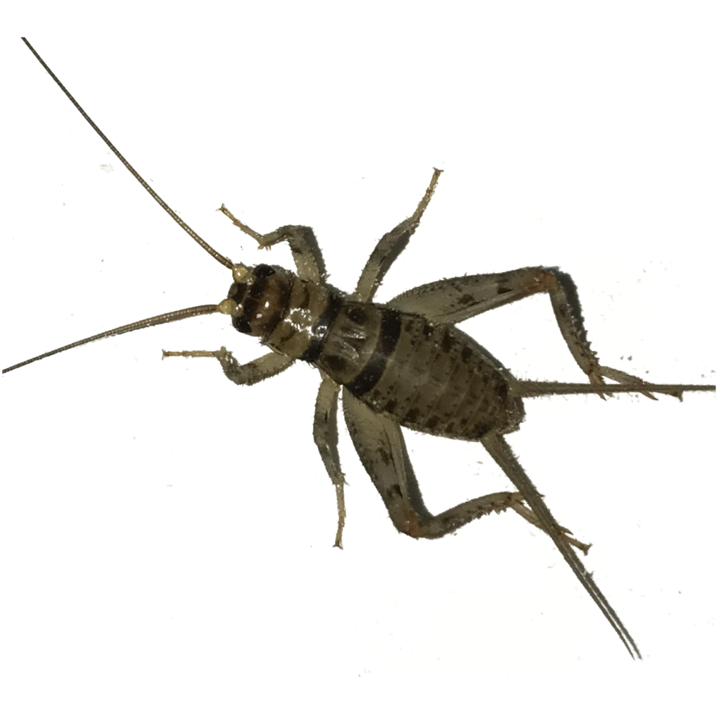 Live Crickets (Banded Cricket) - Cricket Bug, Transparent background PNG HD thumbnail