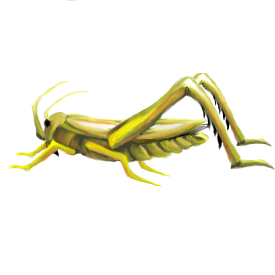 The Bug Collection - Cricket Bug, Transparent background PNG HD thumbnail