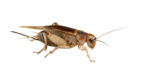 Thereu0027S A Second Kind Of Cricket Out There That Is Different From The U201Cstandardu201D Ones. Itu0027S Called The Jamaican Field Cricket (Gryllus Assimilis). - Cricket Bug, Transparent background PNG HD thumbnail