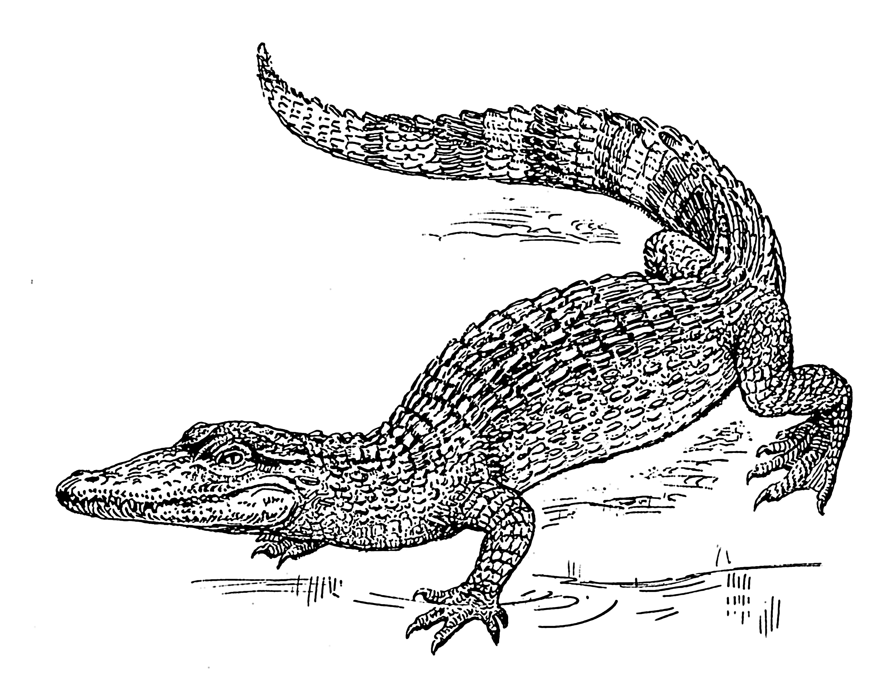 Png Crocodile Black And White - File:crocodile (Psf).png, Transparent background PNG HD thumbnail