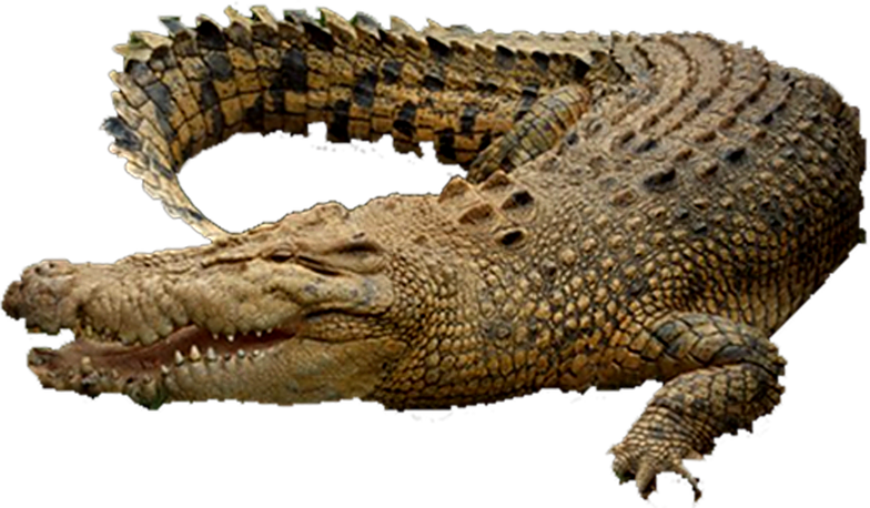 Crocodile Bulk Collection - Crocodile, Transparent background PNG HD thumbnail