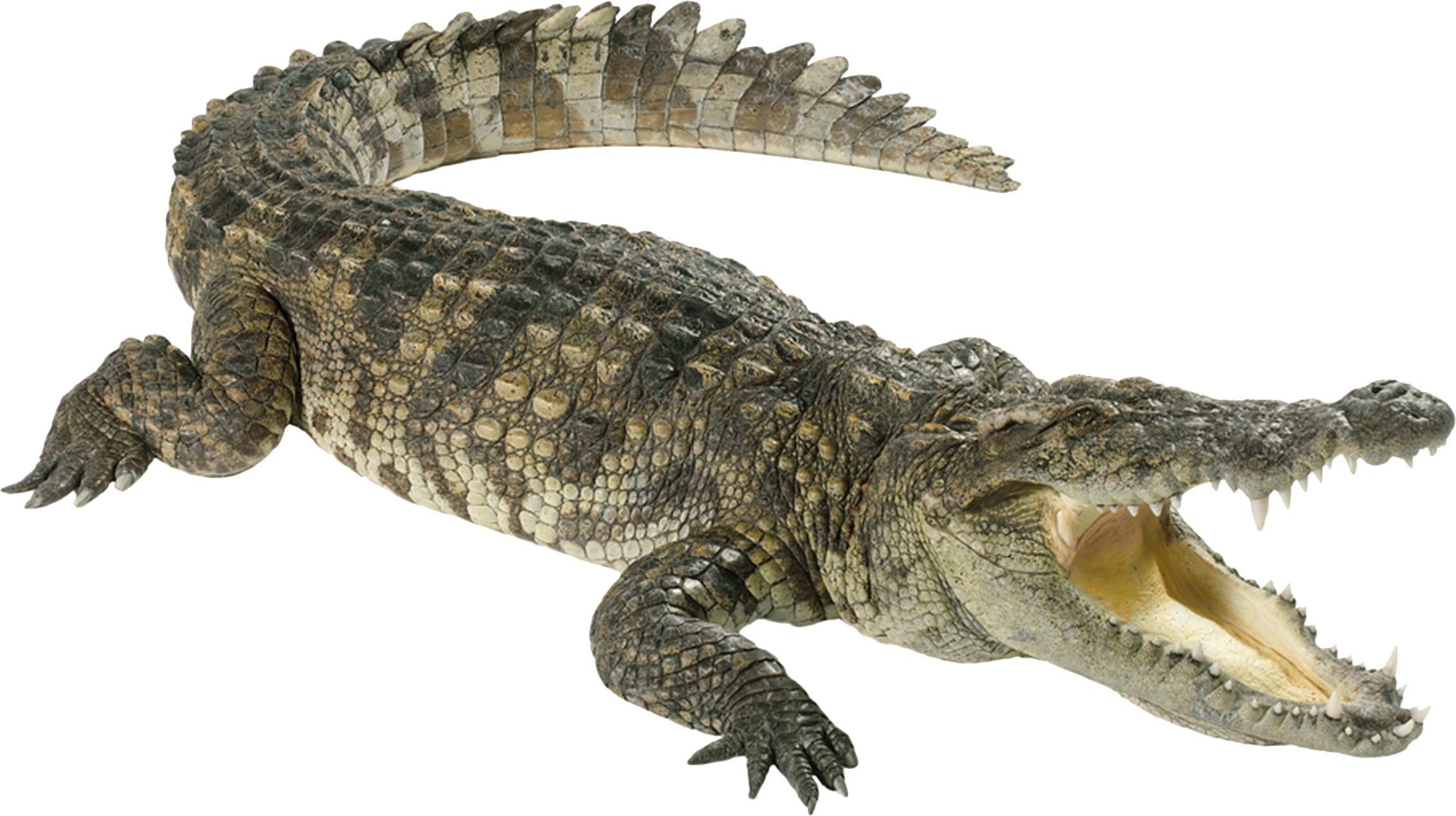 Crocodile bulk collection