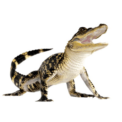 Komodo Up - Crocodile, Transparent background PNG HD thumbnail