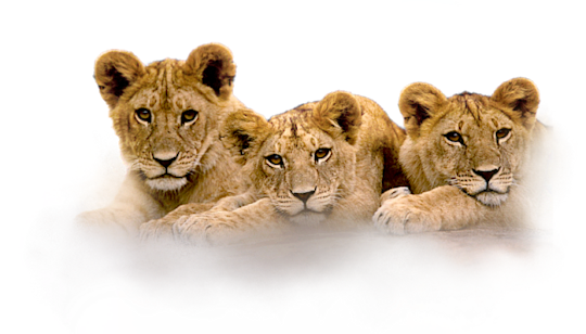 3 Lion Cubs.png - Cub, Transparent background PNG HD thumbnail