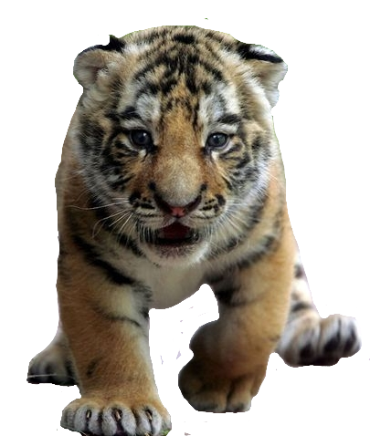 PNG Cub - File:Tiger Cub.png