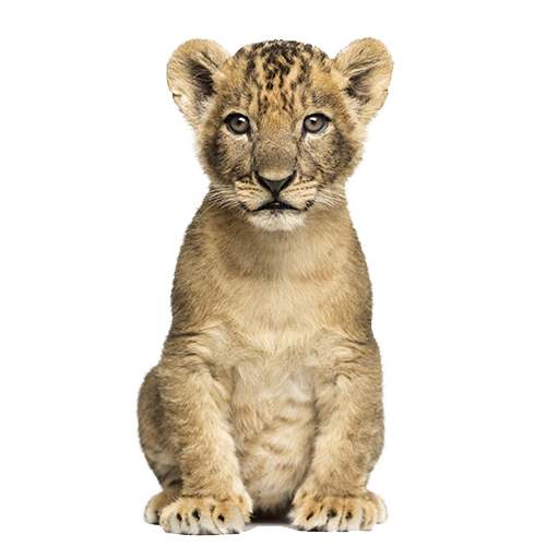 Tiger Cub PNG by chaseandlind