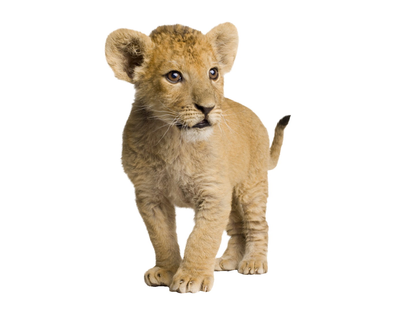 . PlusPng.com Lion cub by syl