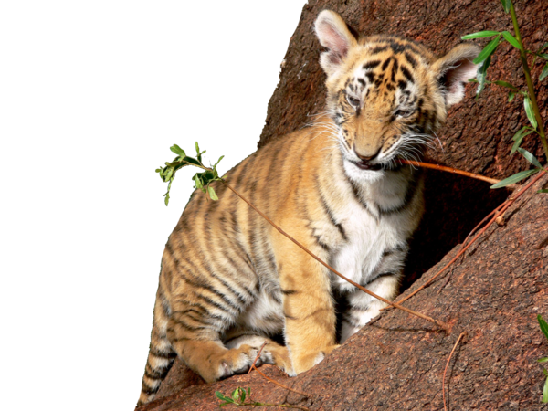 Tiger Cub PNG by chaseandlind