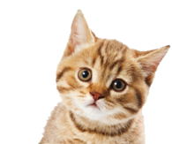 . Hdpng.com Cute Cat - Cute Cat, Transparent background PNG HD thumbnail
