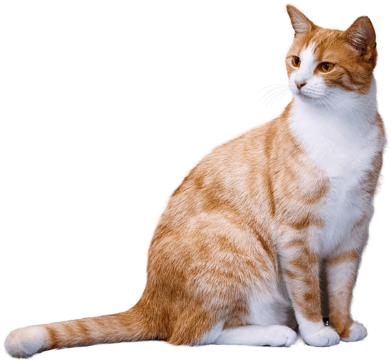 Ginger Cat - Cute Cat, Transparent background PNG HD thumbnail