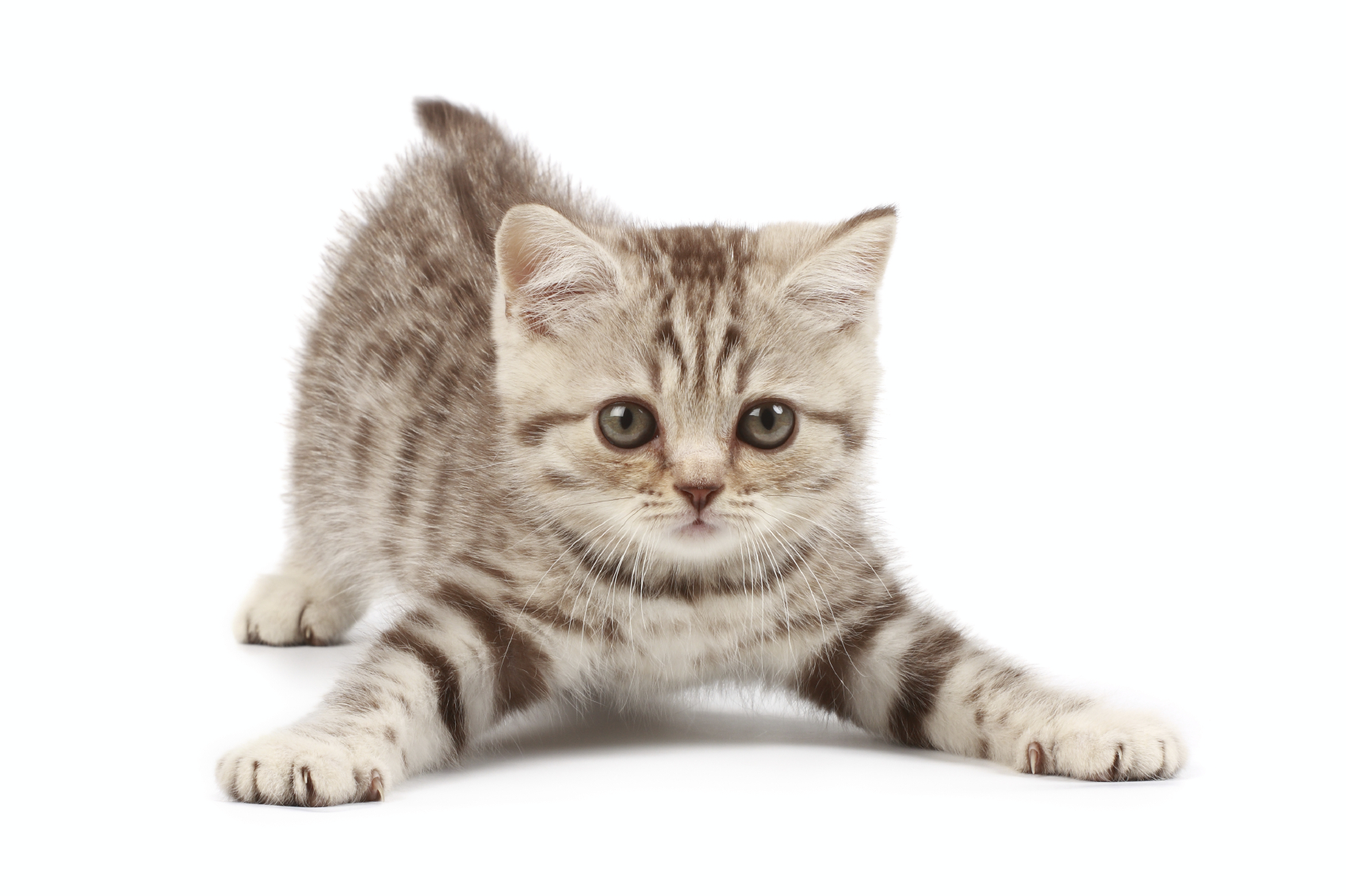 Our Services U0026 Facilities - Cute Cat, Transparent background PNG HD thumbnail