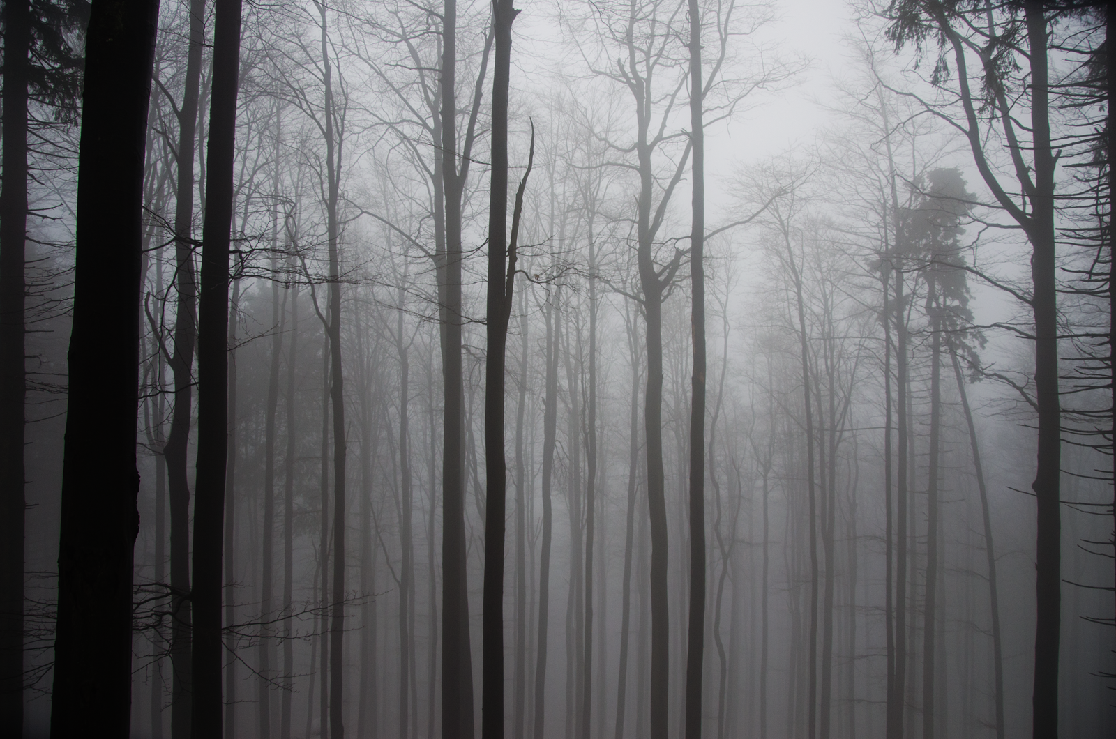 Png Dark Forest - Dark Forest By Dan4815 Dark Forest By Dan4815, Transparent background PNG HD thumbnail