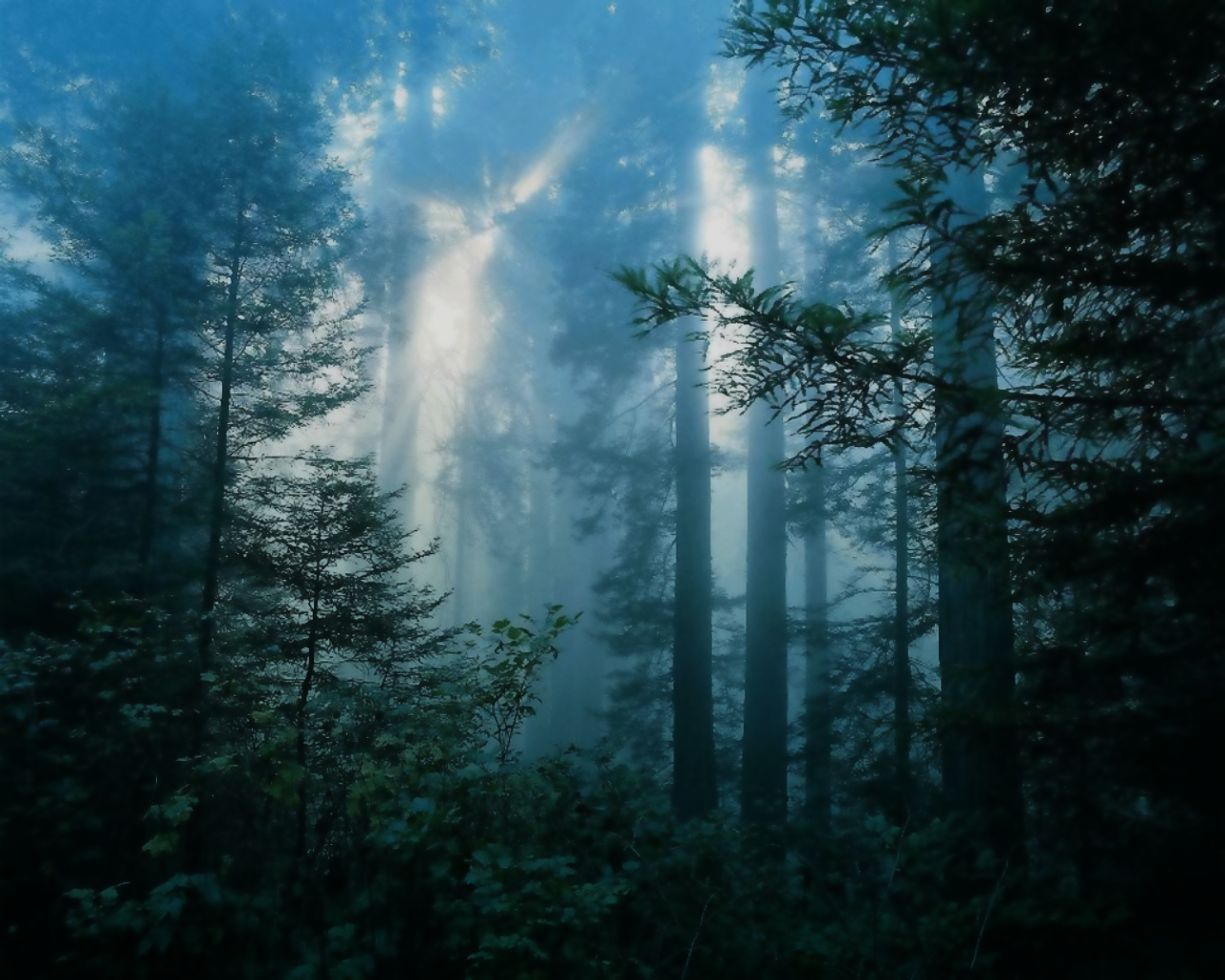 Dark Forest | Dark_Forest.png - Dark Forest, Transparent background PNG HD thumbnail